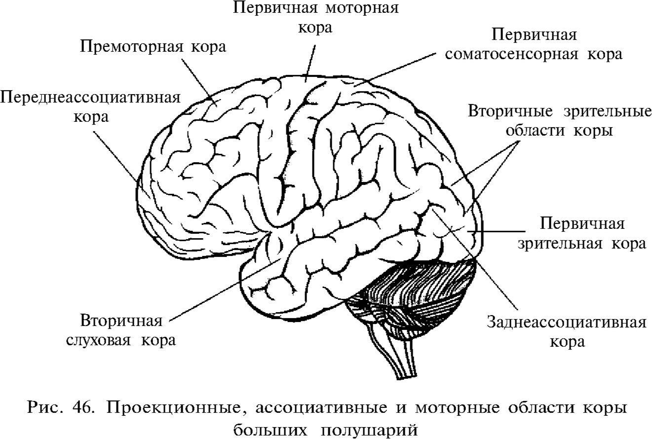 Двигательная зона головного мозга. Первичные проекционные зоны коры головного мозга. Первичные проекционные зоны сенсорной коры. Сенсорные области коры большого мозга (проекционные поля)..