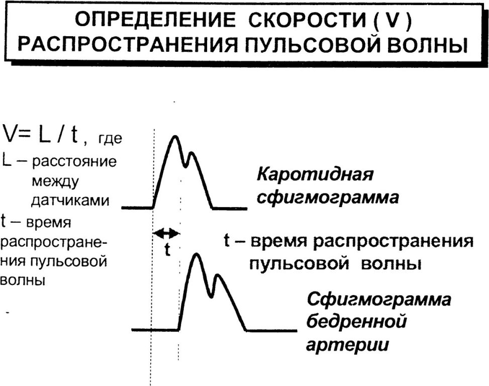 Определение скорости распространения пульсовой волны