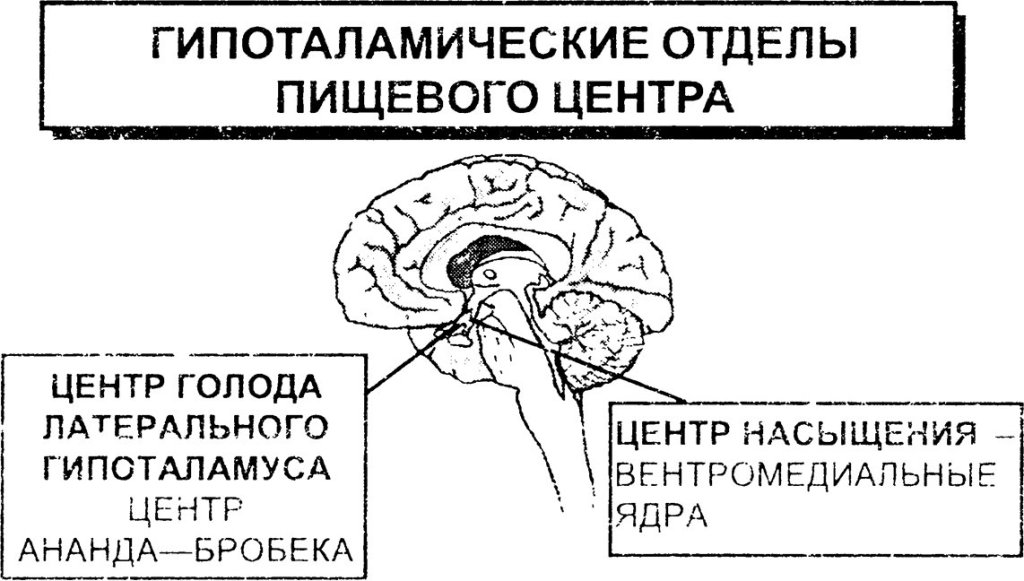 Центр насыщения в мозге
