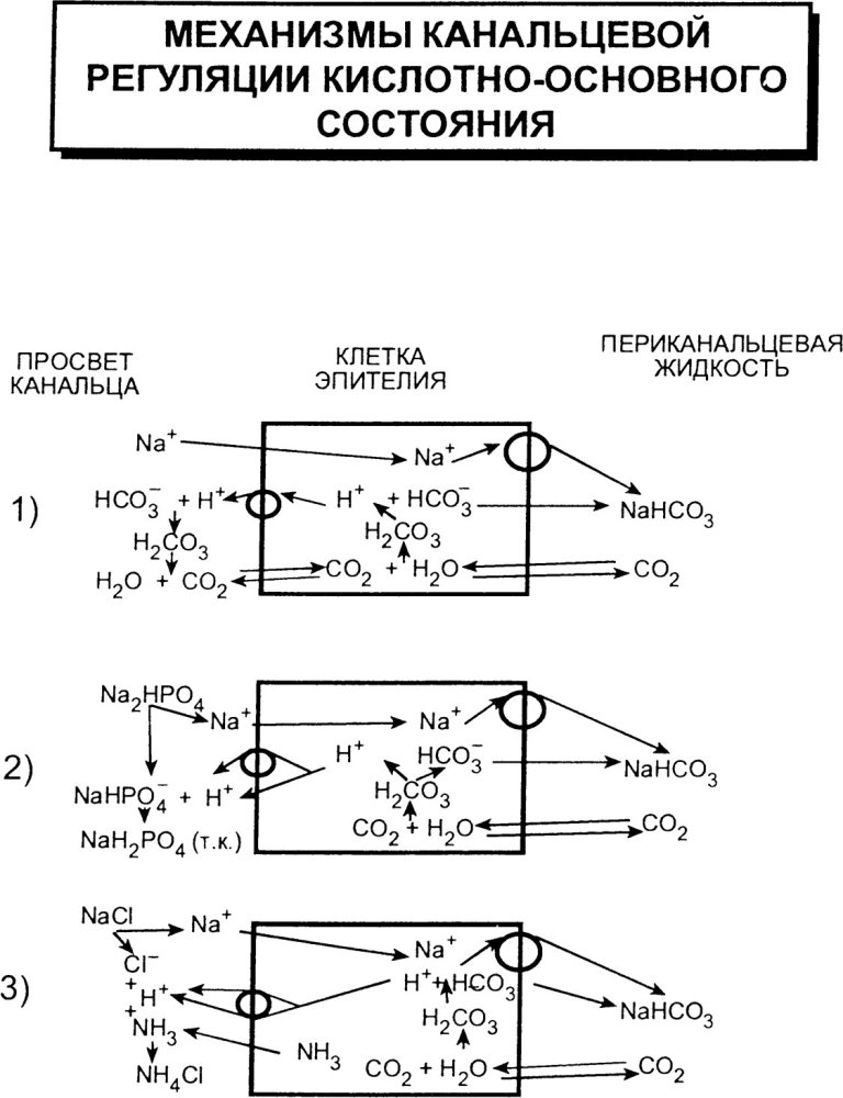 Механизмы канальцевой регуляции кислотно-основного состояния