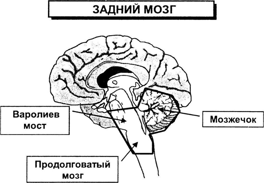 Задний головной мозг включает. Отделы головного мозга варолиев мост. Задний мозг варолиев мост функции. Задний мозг варолиев мост мозжечок функции. Задний мозг: продолговатый мозг, варолиев мост..