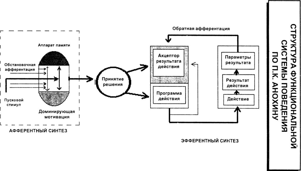 Структура функциональной системы поведения по П.К. Анохину
