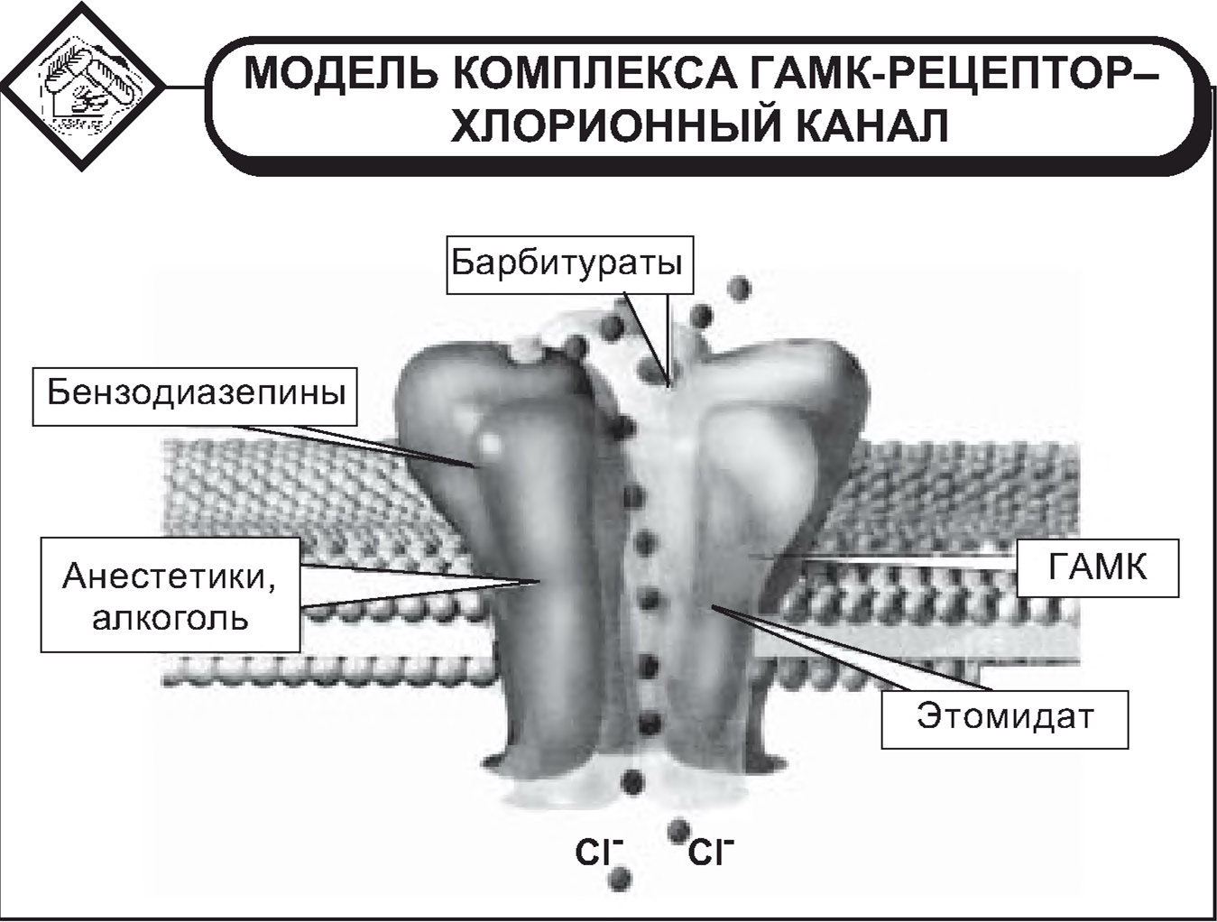 Модель комплекса гамк-рецептор–хлорионный канал