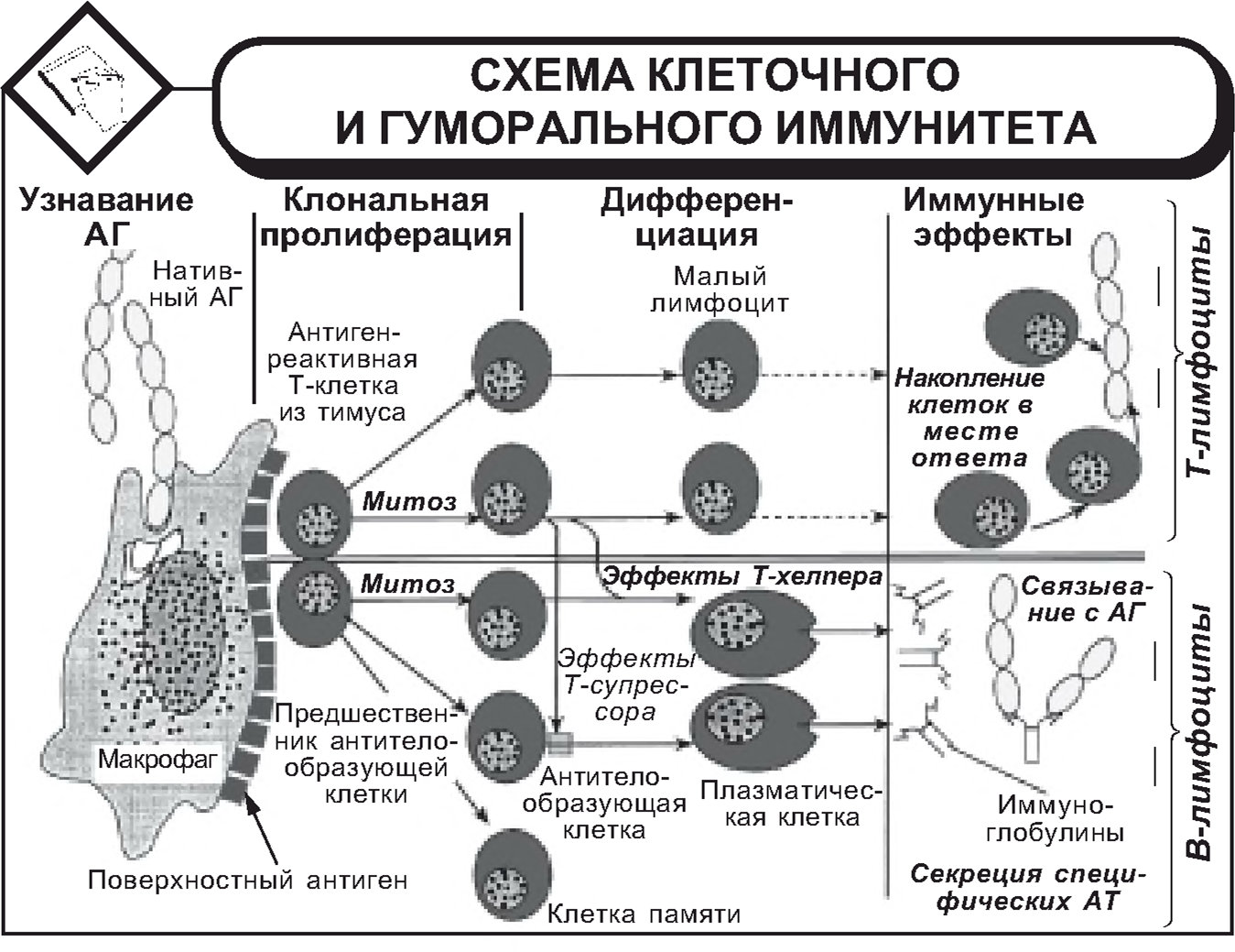 Схема клеточного и гуморального иммунитета