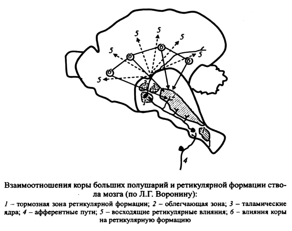 Взаимоотношения коры больших полушарий и ретикулярной формации ствола мозга