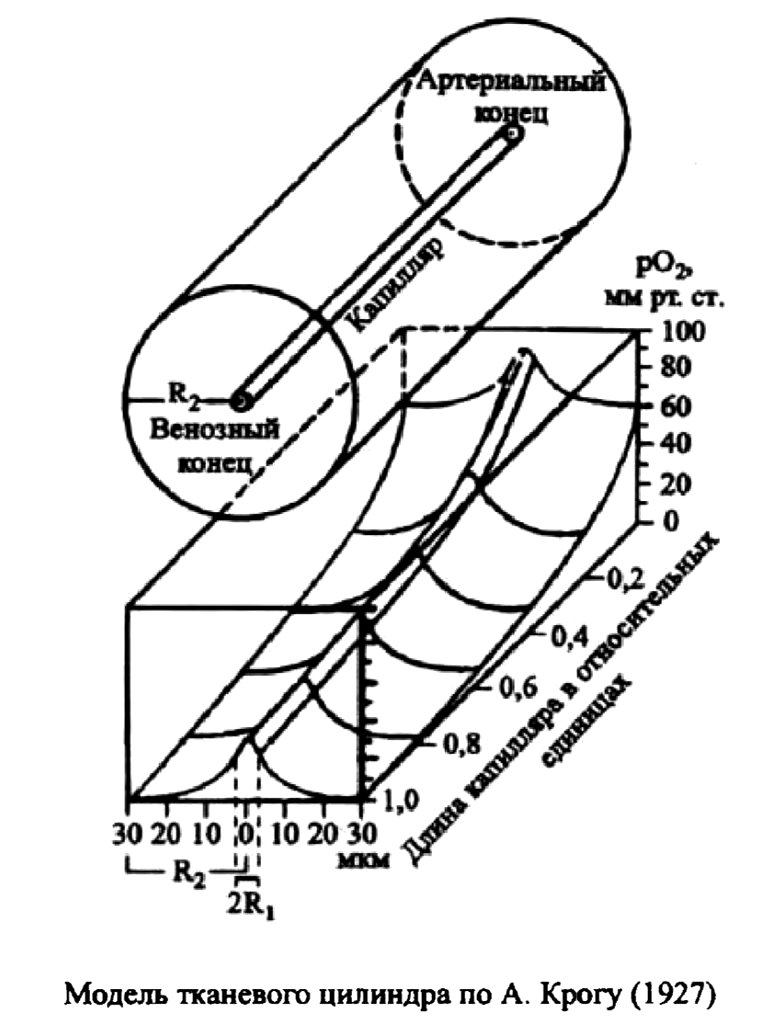 Модель тканевого цилиндра по А. Крогу