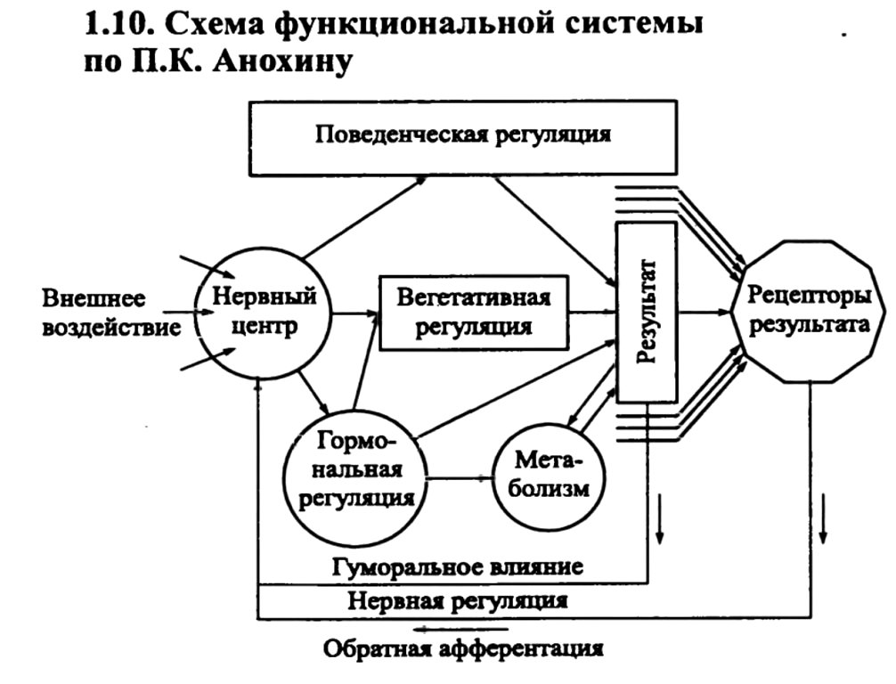Схема функциональной системы по П.К. Анохину
