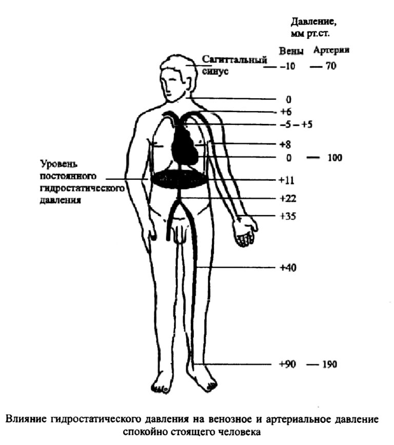 Влияние гидростатического давления на венозное и артериальное давление спокойно стоящего человека