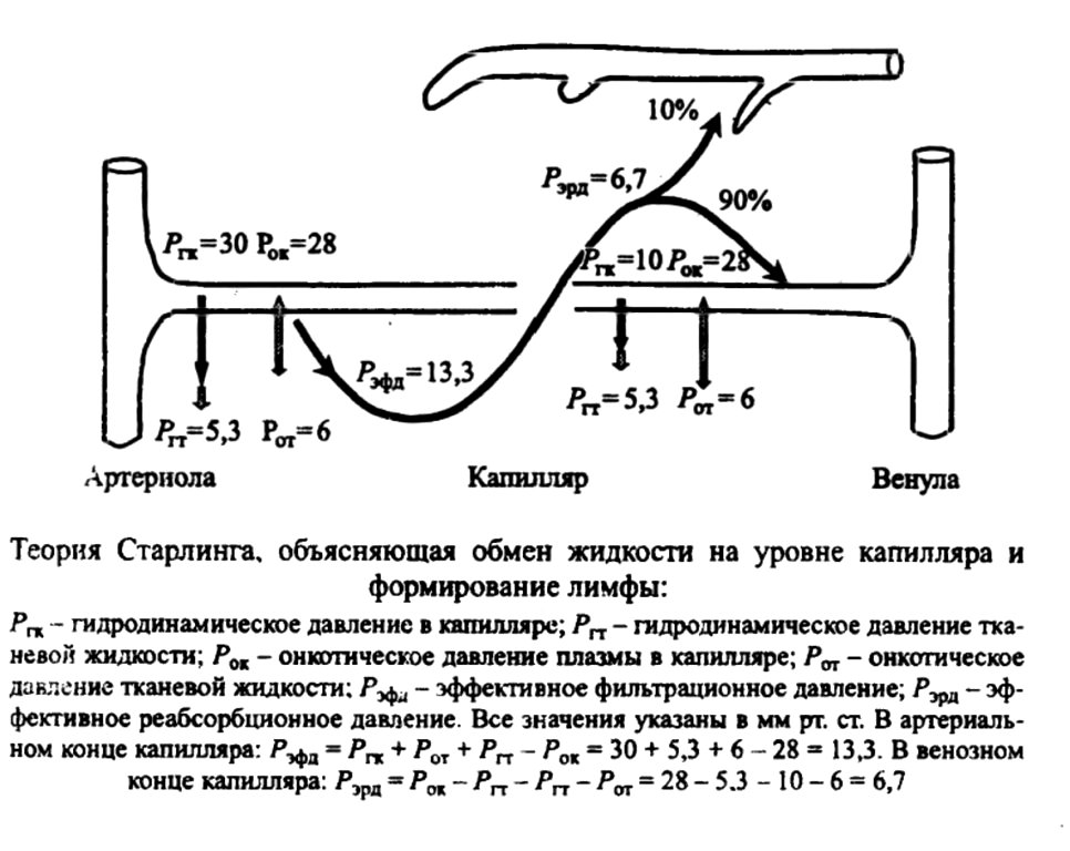 Теория Старлинга, объясняющая обмен жидкости на уровне капилляра и формирование лимфы