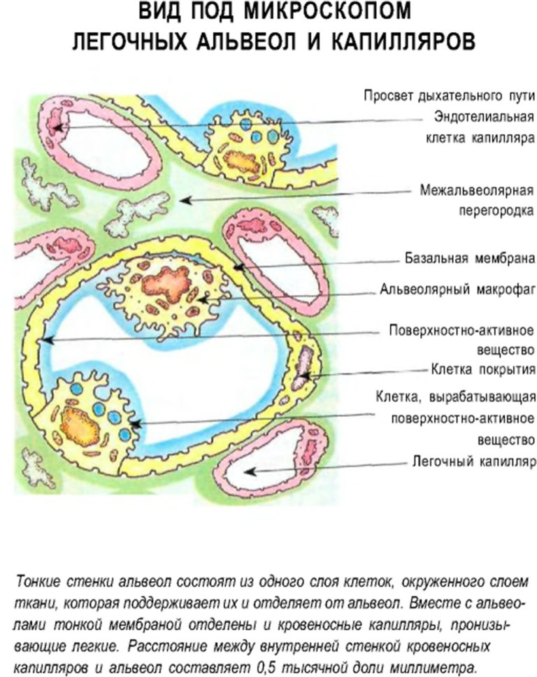 Вид под микроскопом легочных альвеол и капилляров