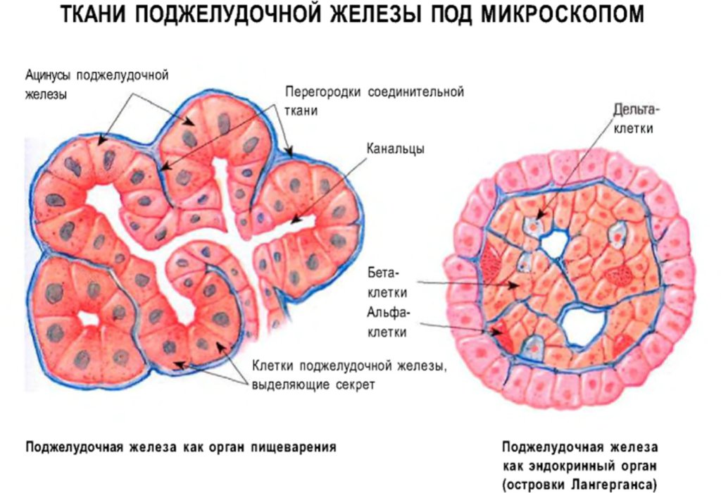 Ткани поджелудочной железы под микроскопом