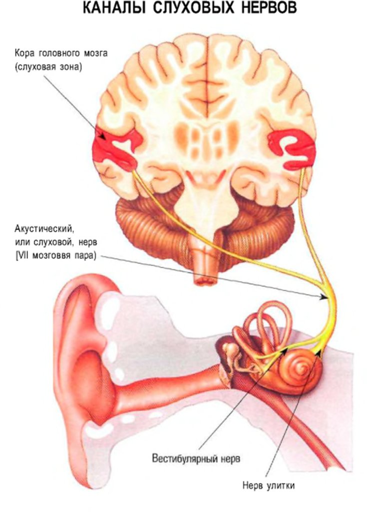 Каналы слуховых нервов