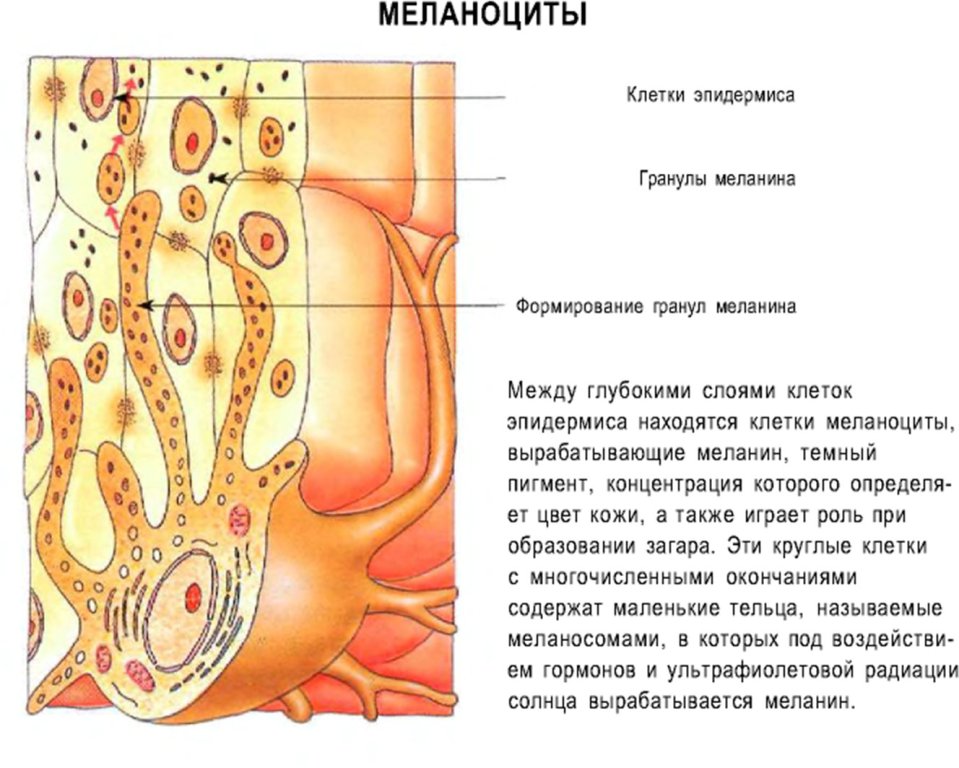 Меланоциты