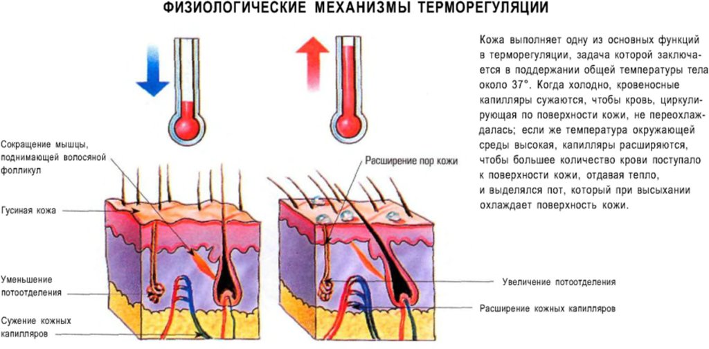 Физиологические механизмы терморегуляции