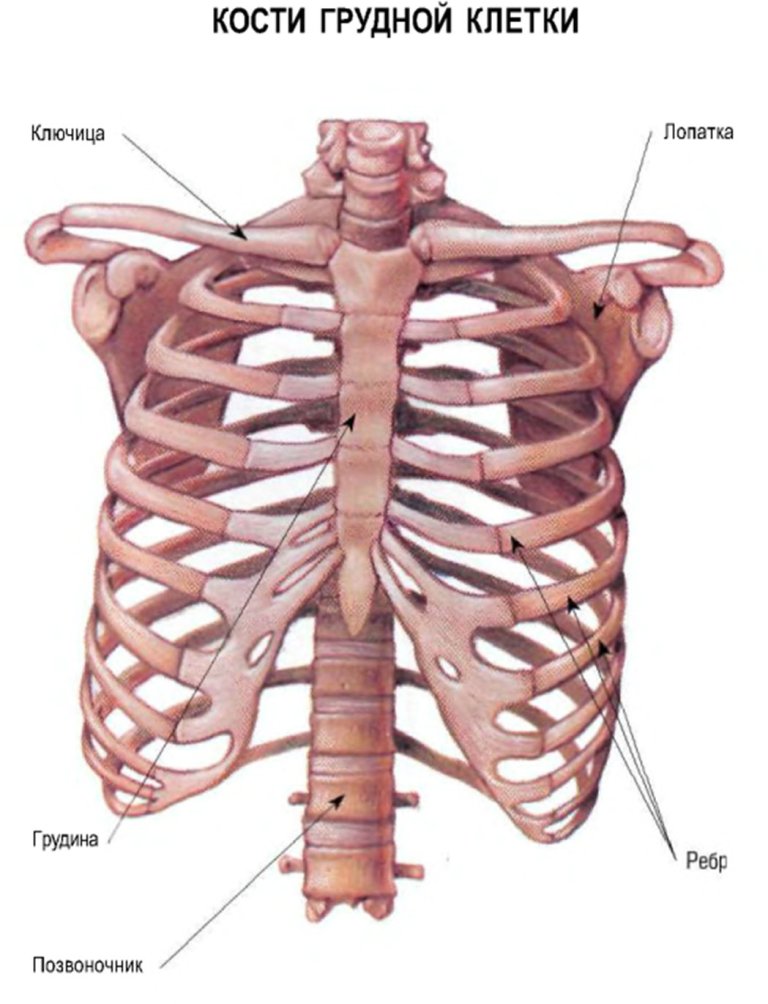 Кости грудной клетки