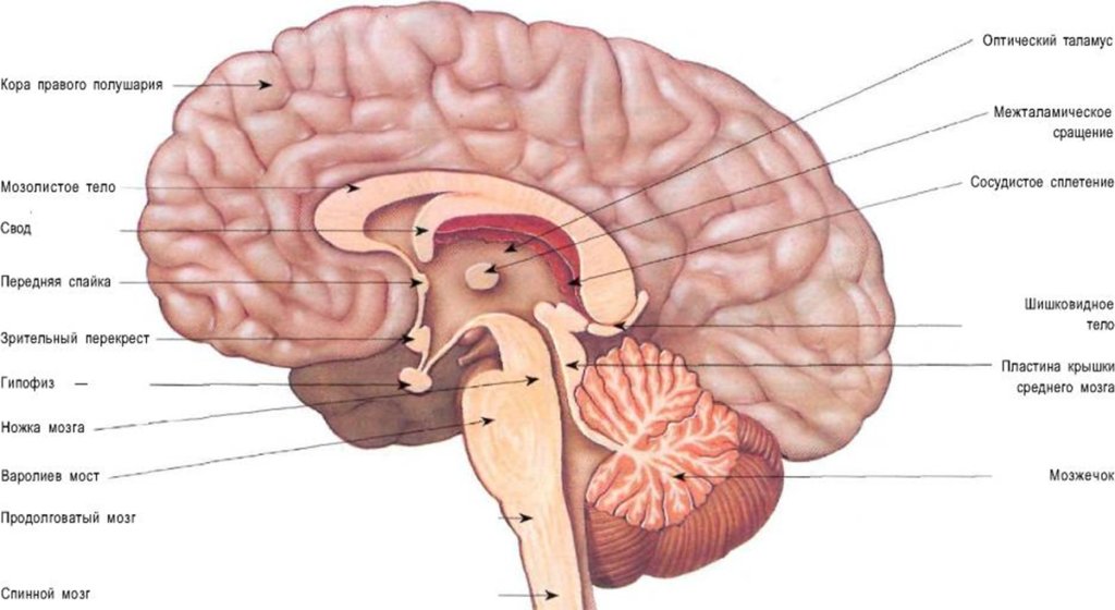Сагиттальный разрез головного мозга