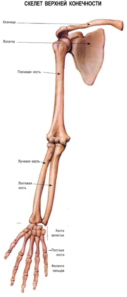 Скелет верхней конечности
