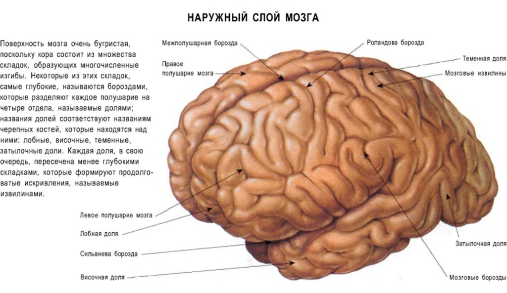 Наружный слой мозга