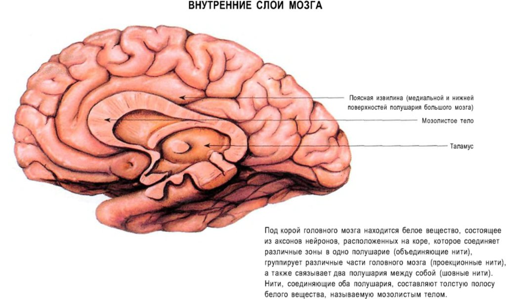 Внутренние слои мозга