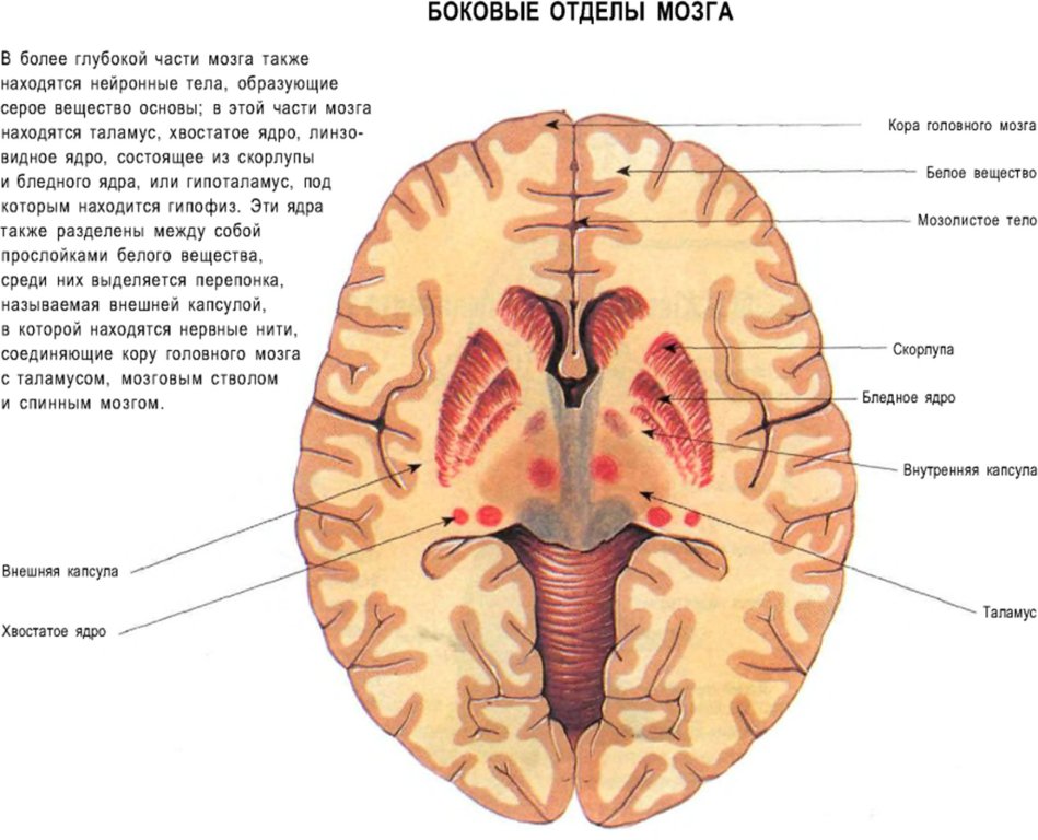Боковые отделы мозга