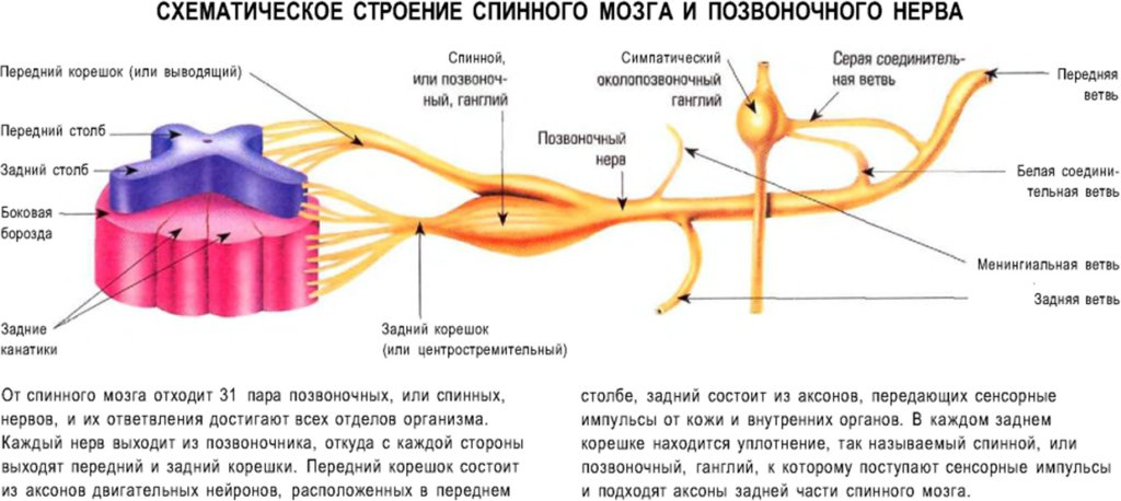 Схематическое строение спинного мозга и позвоночного нерва