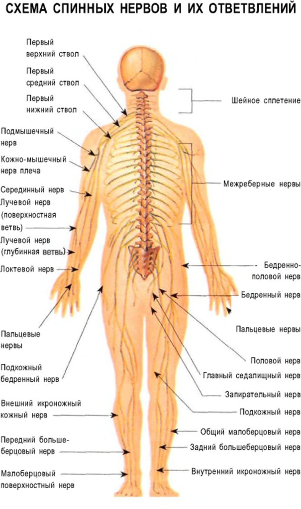 Схема спинных нервов и их ответвлений