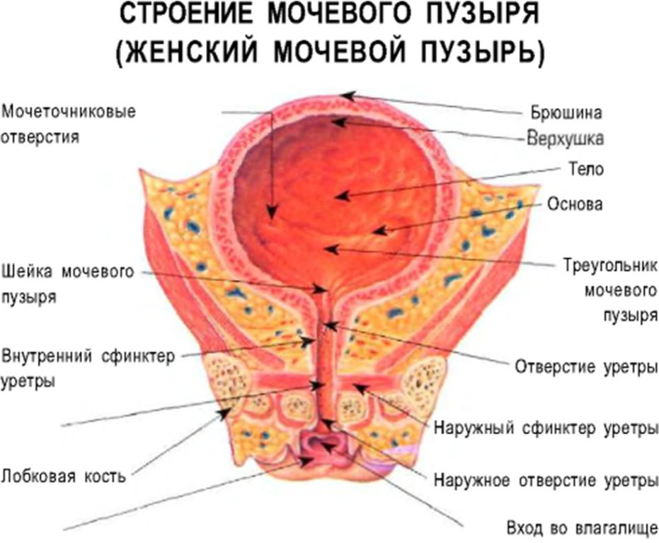 Женский мочевой пузырь