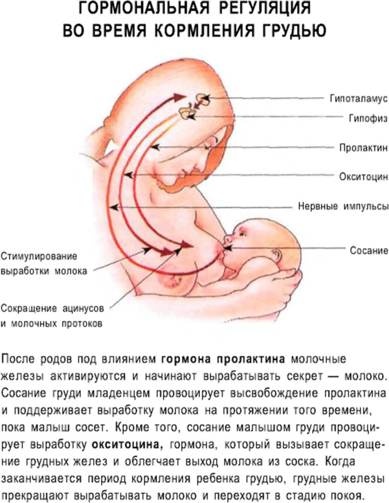 Гормональная регуляция во время кормления грудью