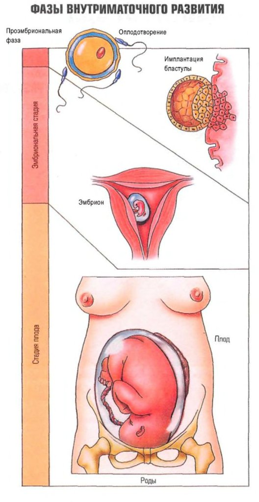 Фазы внутриматочного развития