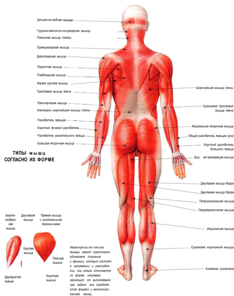 Мышцы тела человека. Вид сзади