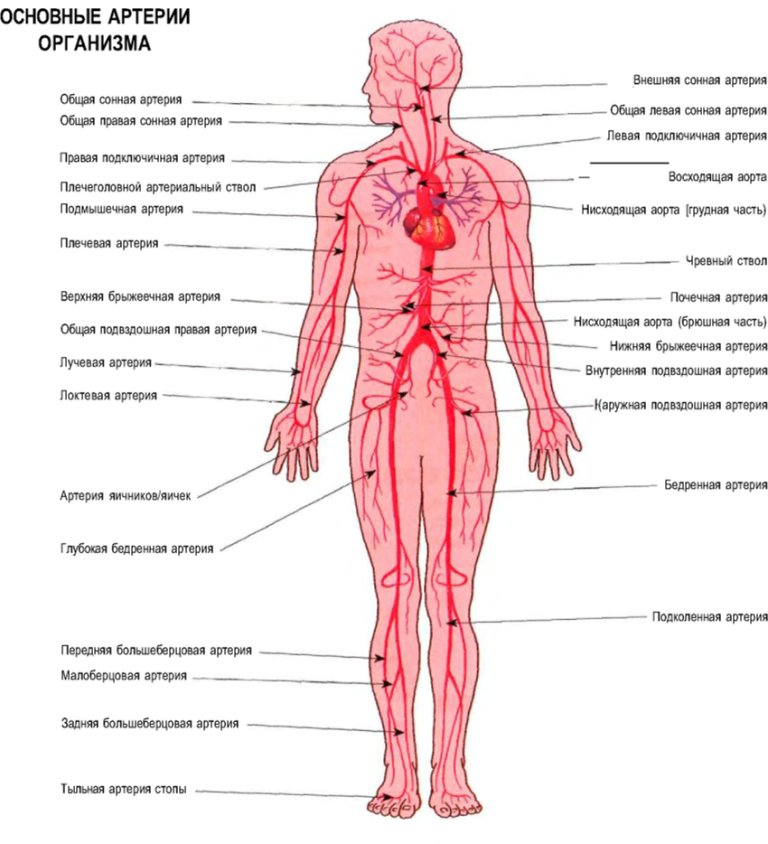 Основные артерии организма