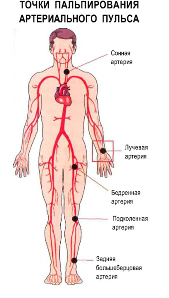Точки пальпирования артериального пульса