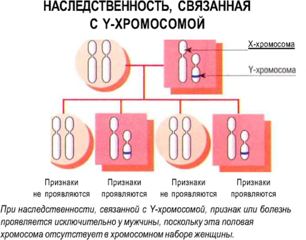 Наследственность, связанная с y-хромосомой