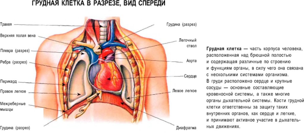 Грудная клетка человека строение анатомия с органами. Грудная клетка анатомия в разрезе. Строение грудной клетки женщины анатомия с органами. Болит под правой грудью спереди.