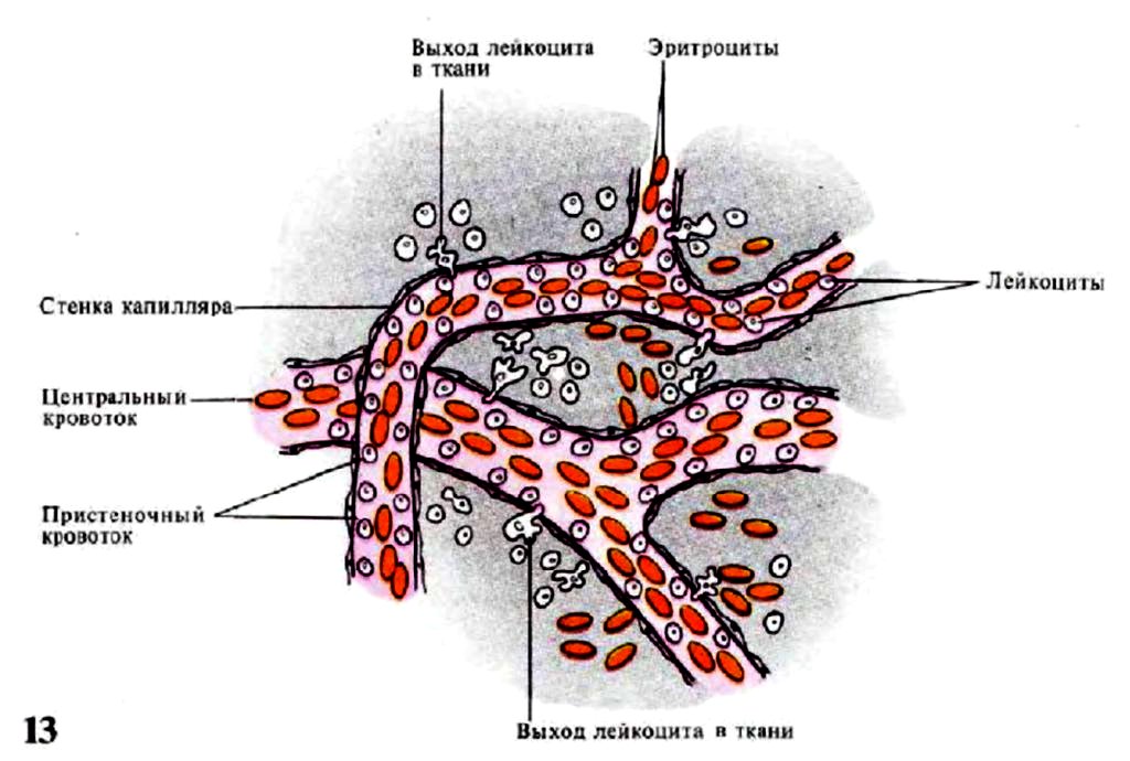 Перемещение лейкоцитов с током крови и выход их из сосудистого русла
