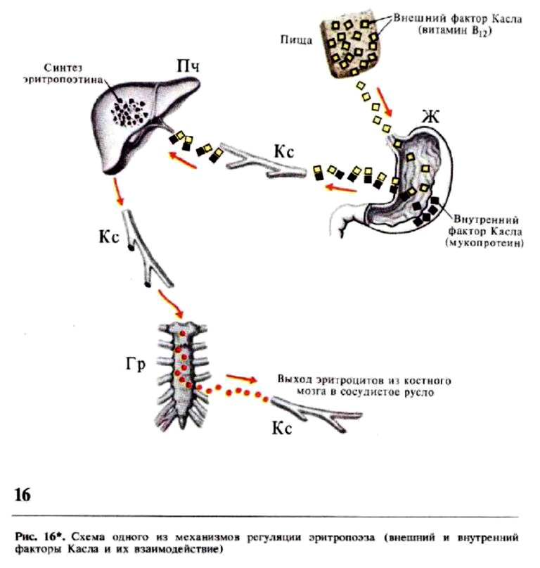 Схема одного из механизмов регуляции эритропоэза