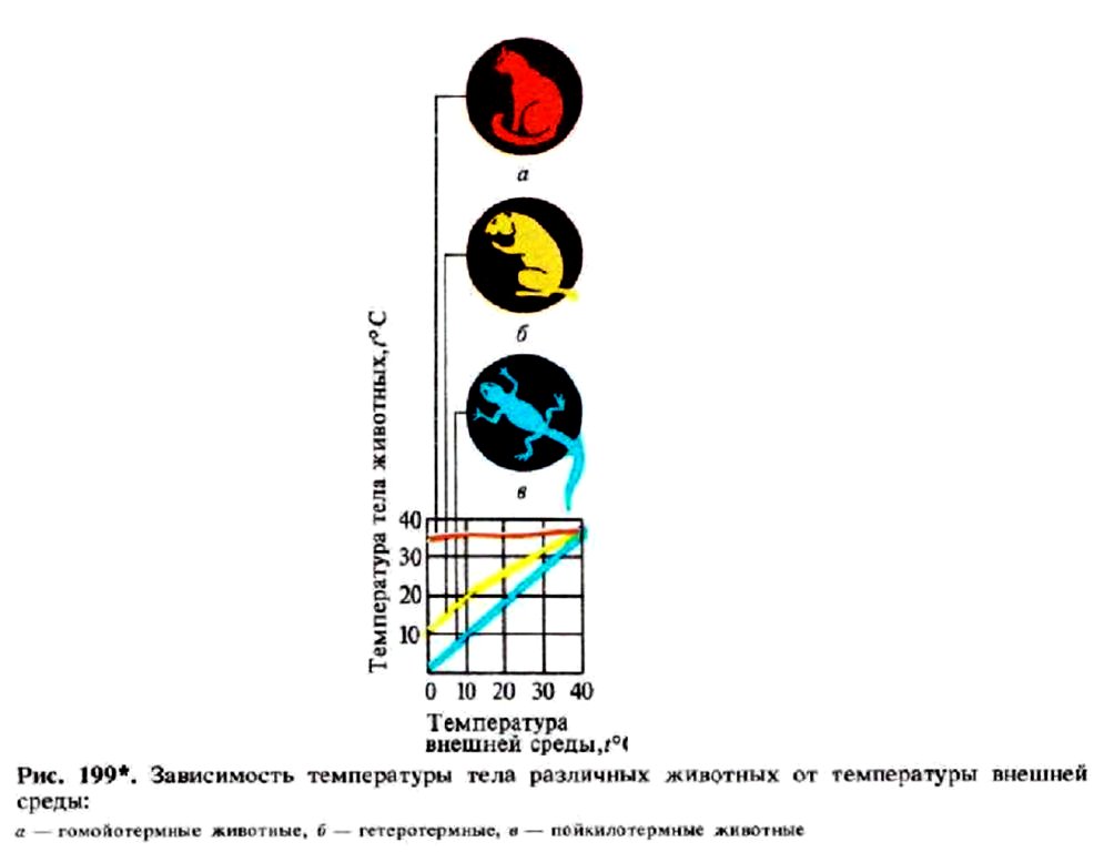 3ависимость температуры тела различных животных от температуры внешней среды