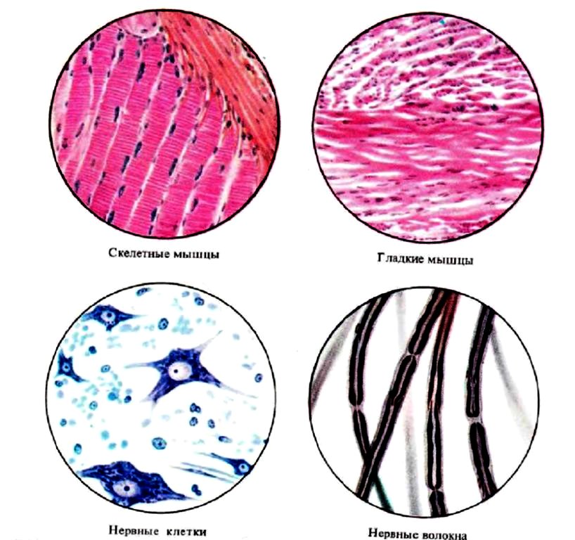 Возбудимые ткани (скелетная, гладкая мышца, нервные клетки и волокна)