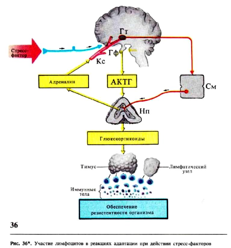 Участие лимфоцитов в реакциях адаптации при действии стресс-факторов