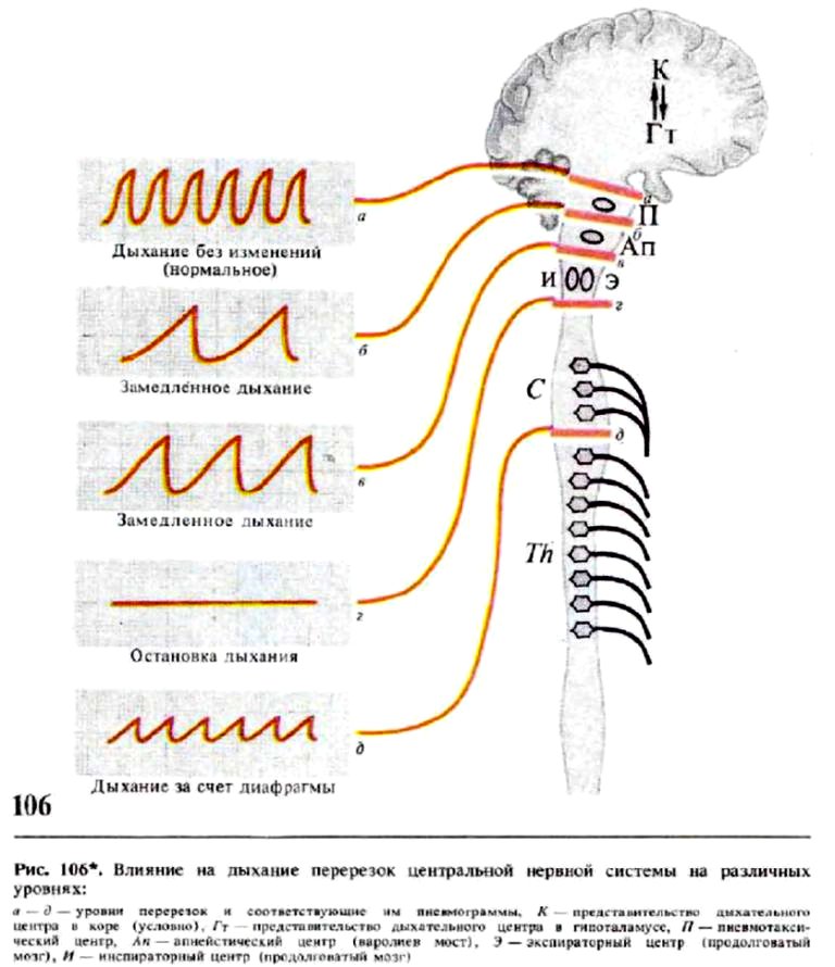 Влияние на дыхание перерезок центральной нервной системы