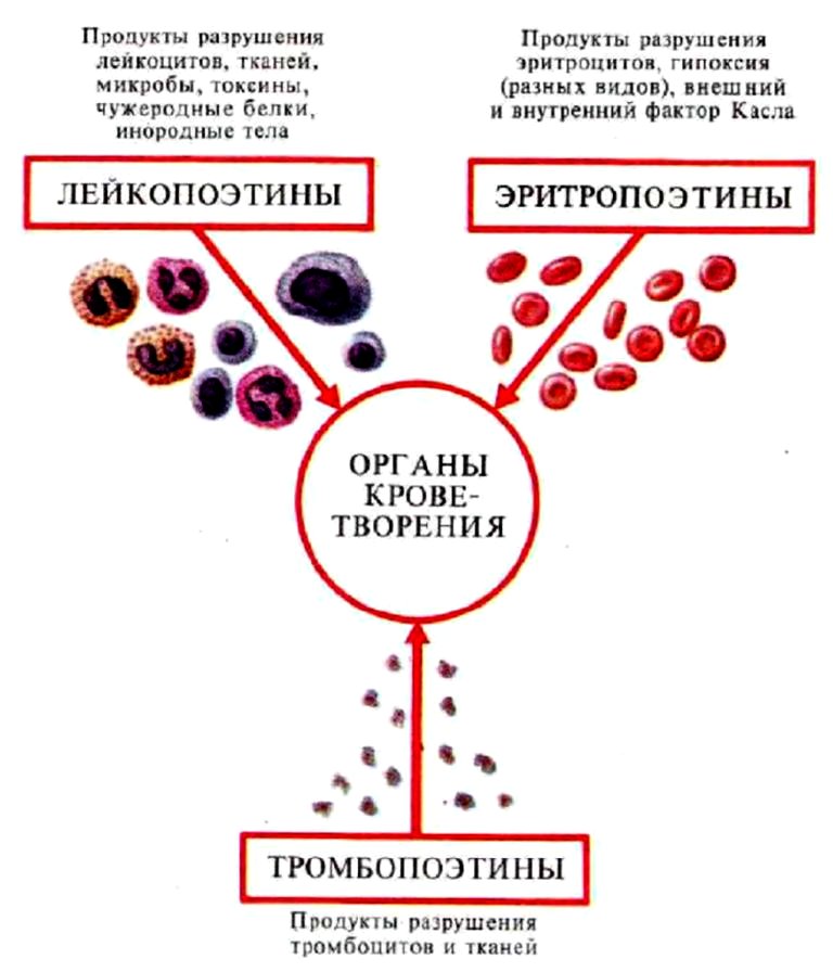 Регуляция кроветворения (лейкопоэтины, эритропоэтины, тромбопоэтины)