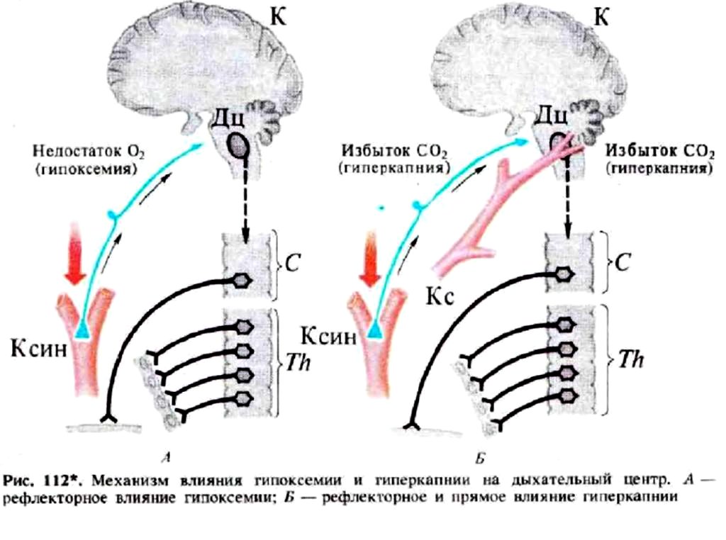 Механизм влияния гипоксемии и гиперкапнии на дыхательный центр