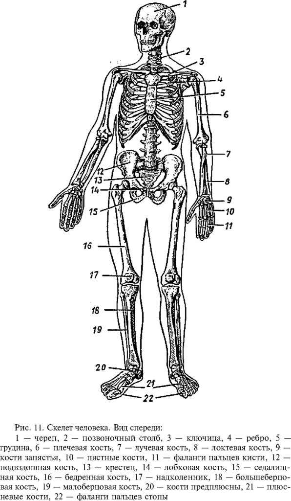Скелет человека. Вид спереди