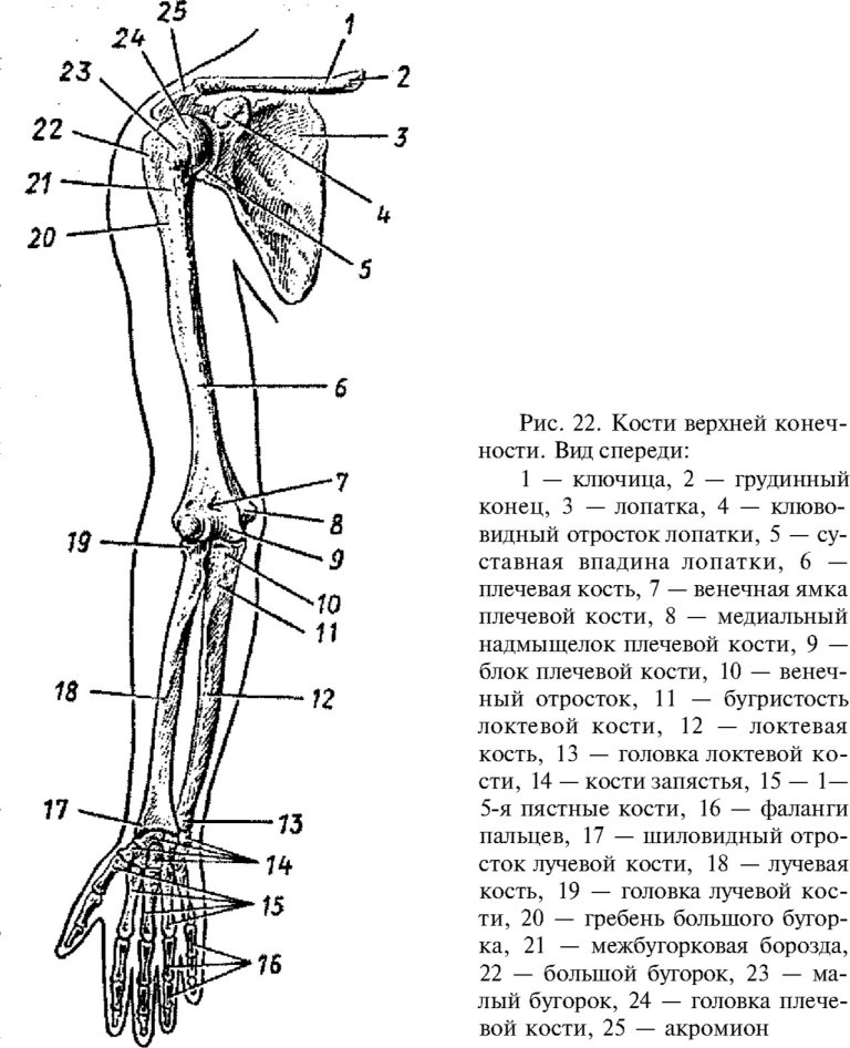 Кости верхней конечности (ключица, лопатка, локтевая кость, кости запастья, акромион)