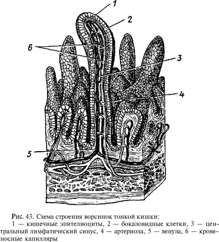 Схема строения ворсинок тонкой кишки