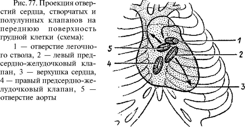 Проекция отверстий сердца, створчатых и полулунных клапанов