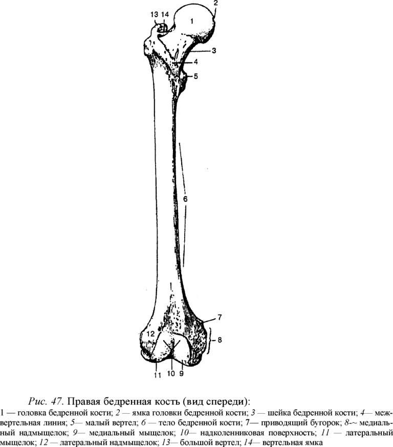 Правая бедренная кость (вид спереди)