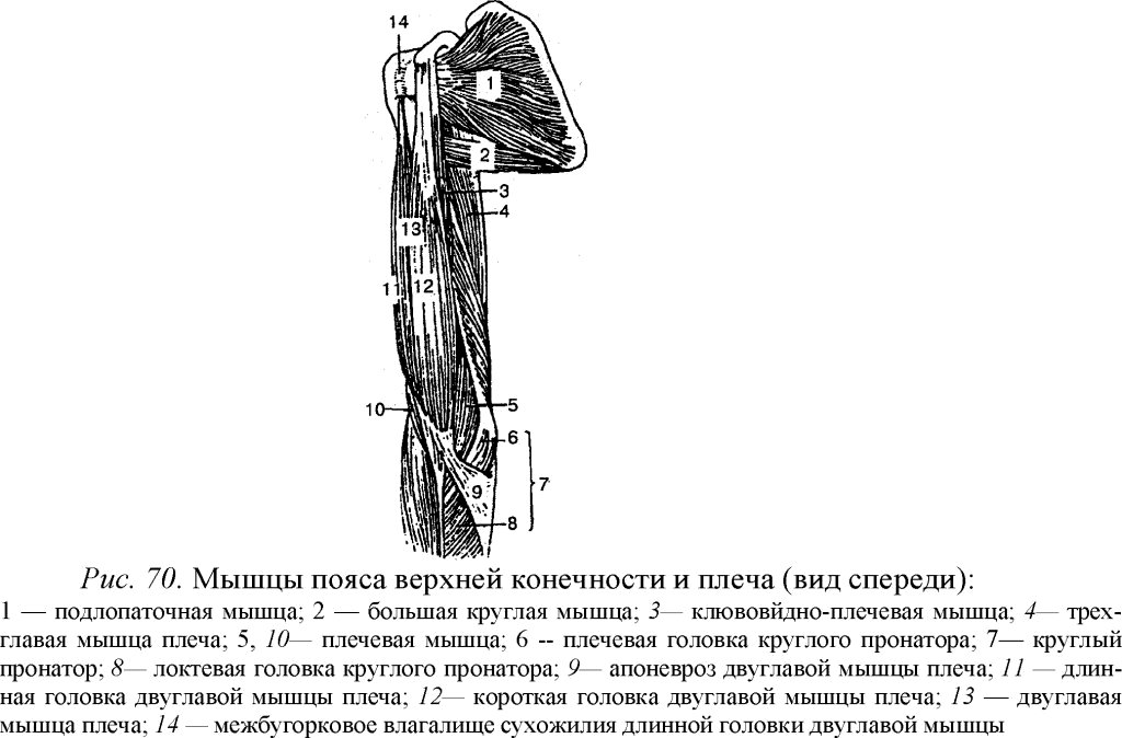 Мышцы пояса верхней конечности и плеча (вид спереди)