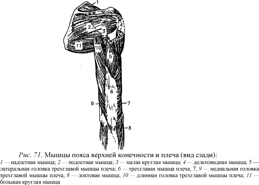 Мышцы пояса верхней конечности и плеча (вид сзади)