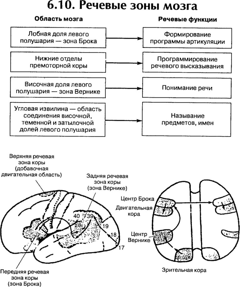 Речевые зоны мозга (зона Вернике, центр Вернике, Брока, речевая зона коры)